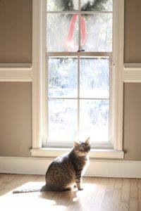 Brown tabby cat in front of Christmas window